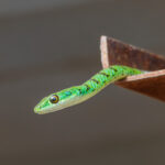 Spotted Bush Snake - Wildlife photography - Dinokeng Game Reserve (2) Spotted Bush Snake - Wildlife photography - Dinokeng Game Reserve