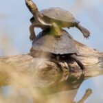 Terrapin - Wildlife photography - Kruger National Park Terrapin - Wildlife photography - Pilansburg Game Reserve