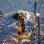 Terrapin - Wildlife photography - Pilansburg Game Reserve Terrapin - Wildlife photography - Pilansburg Game Reserve