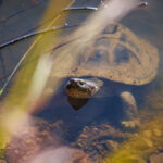 Terrapin - Wildlife photography - Pilansburg Game Reserve Terrapin - Wildlife photography - Pilansburg Game Reserve