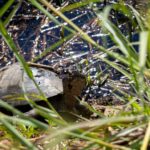 Terrapin - Wildlife photography - Pilansburg Game Reserve Terrapin - Wildlife photography - Pilansburg Game Reserve