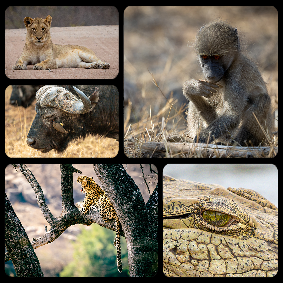 Wildlife photography, Kruger national park, Lion, Leopard, Buffalo, baboon, crocodile