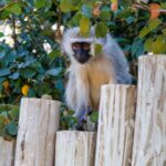 Vervet Monkey - Wildlife photography - Elephant Point - Kruger PArk (2) Vervet Monkey - Wildlife photography - Elephant Point - Kruger Park