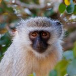 Vervet Monkey - Wildlife photography - Elephant Point - Kruger PArk (3) Vervet Monkey - Wildlife photography - Elephant Point - Kruger Park