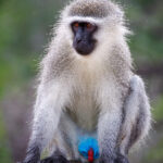 Vervet Monkey - Wildlife photography - Elephant Point - Kruger PArk (4) Vervet Monkey - Wildlife photography - Elephant Point - Kruger Park