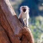 Vervet Monkey - Wildlife photography - Elephant Point - Kruger Park (1) Vervet Monkey - Wildlife photography - Elephant Point - Kruger Park