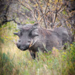 Warthog - Wildlife photography - Dinokeng Game Reserve Warthog - Wildlife photography - Dinokeng Game Reserve