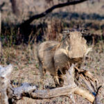 Warthog - Wildlife photography - Marloth Park Warthog - Wildlife photography - Marloth Park