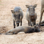 Warthog - Wildlife photography - Dinokeng Game Reserve Warthog - Wildlife photography - Dinokeng Game Reserve