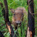 Warthog - Wildlife photography - Dinokeng Game Reserve Warthog - Wildlife photography - Dinokeng Game Reserve