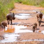 Warthog - Wildlife photography - Dinokeng Game Reserve Warthog - Wildlife photography - Dinokeng Game Reserve