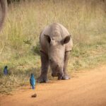 Baby White Rhino, Wildlife photography - Pilanesburg, South Africa Baby White Rhino, Wildlife photography - Pilanesburg, South Africa