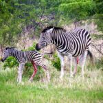 Zebra - Wildlife photography - Mabula Game Reserve Zebra just given birth - Wildlife photography - Mabula Game Reserve, South Africa